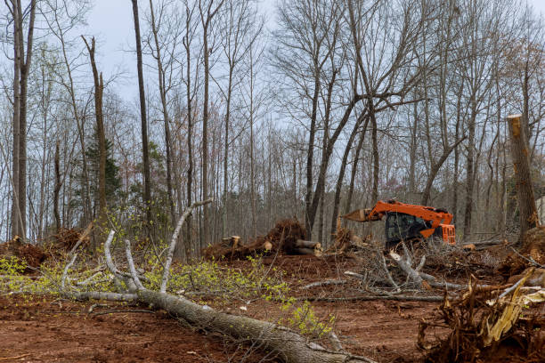 Best Utility Line Clearance  in Crofton, MD