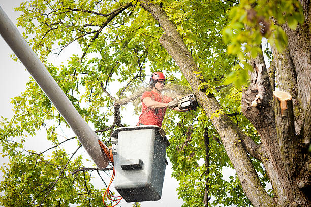 How Our Tree Care Process Works  in  Crofton, MD